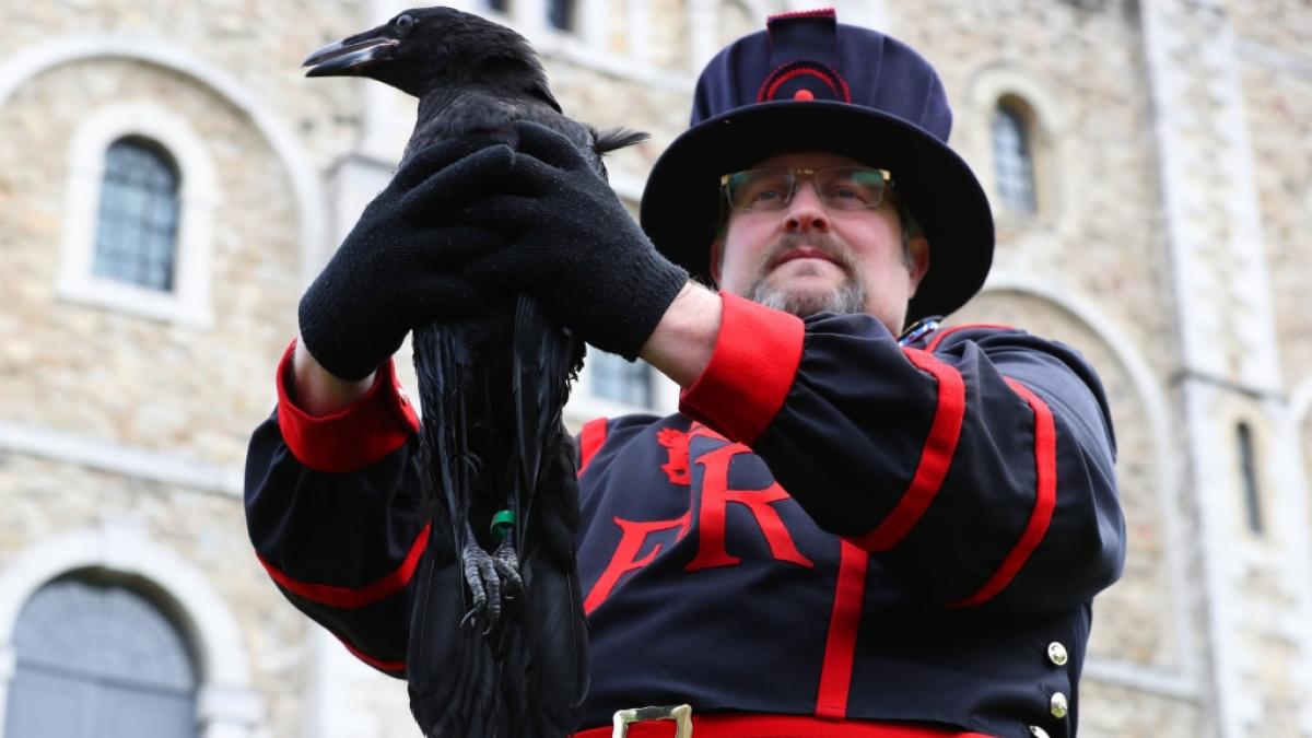 Es ist ein Aberglaube, der sich in Gro&szlig;britannien seit Jahrhunderten h&auml;lt: Wenn die Raben aus dem Londoner Tower verschwinden, ist die Monarchie dem Untergang geweiht. (Foto)