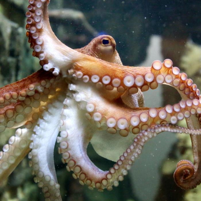 Oktopus begrapscht Knack-Po von Taucherin