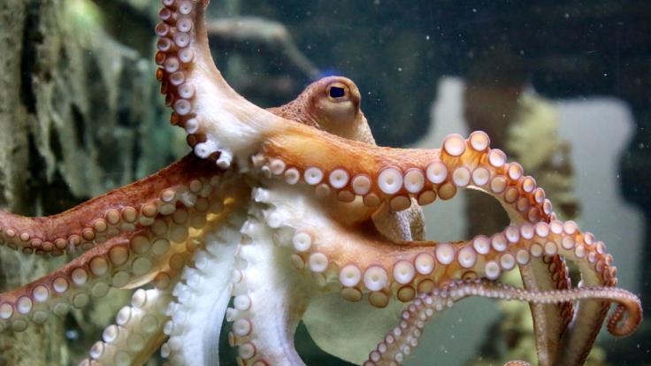 Kuriose Tauchbegegnung: Oktopus begrapscht Knack-Po von Taucherin | news.de