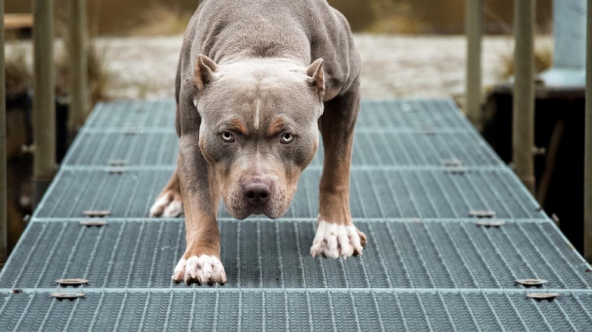 Ein Pitbull hat bei einer Horror-Attacke zwei Kleinkinder get&ouml;tet. (Foto)