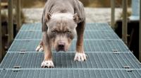 Ein Pitbull hat bei einer Horror-Attacke zwei Kleinkinder getötet.