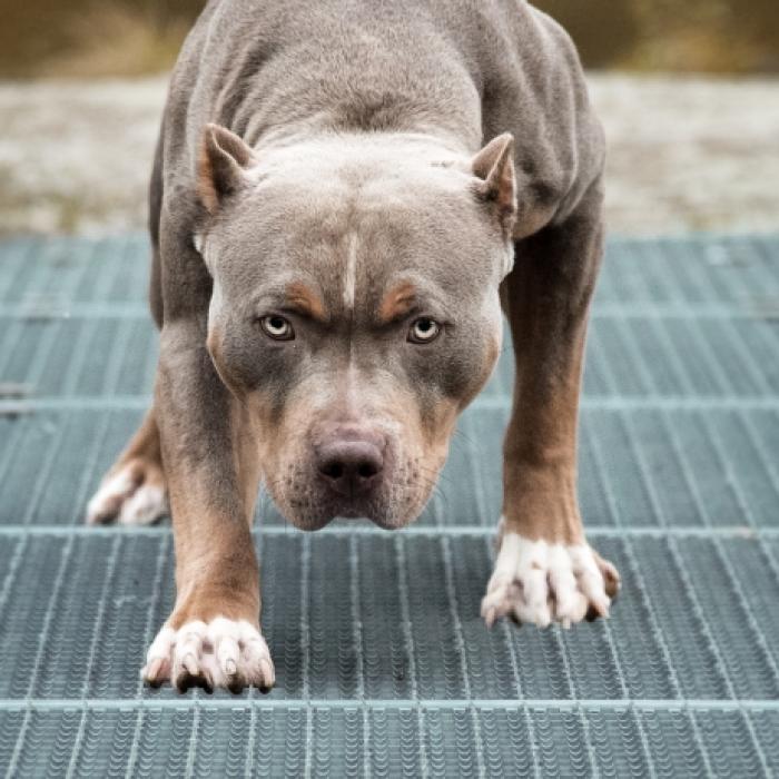 Pitbulls rasten aus und zerfleischen zwei Kleinkinder