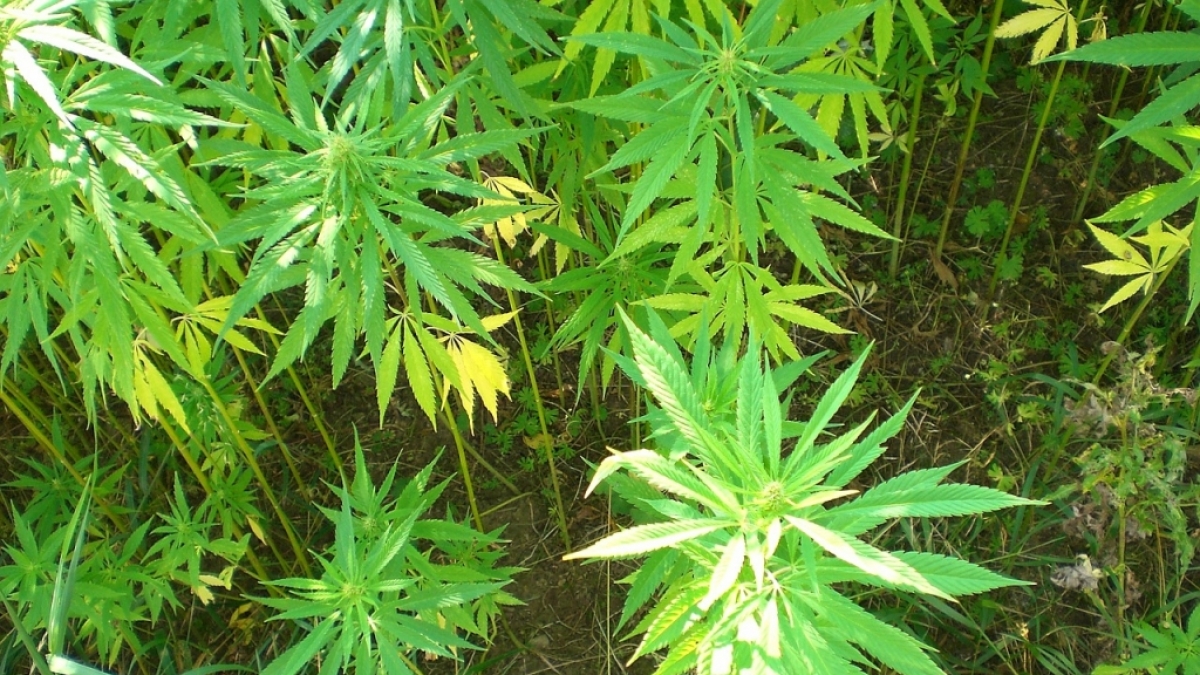 In Kasachstans Hauptstadt Astana sorgen Haschisch-Pflanzen auf Verkehrsinseln derzeit f&uuml;r Aufruhr - doch woher kommt das Marihuana? (Foto)