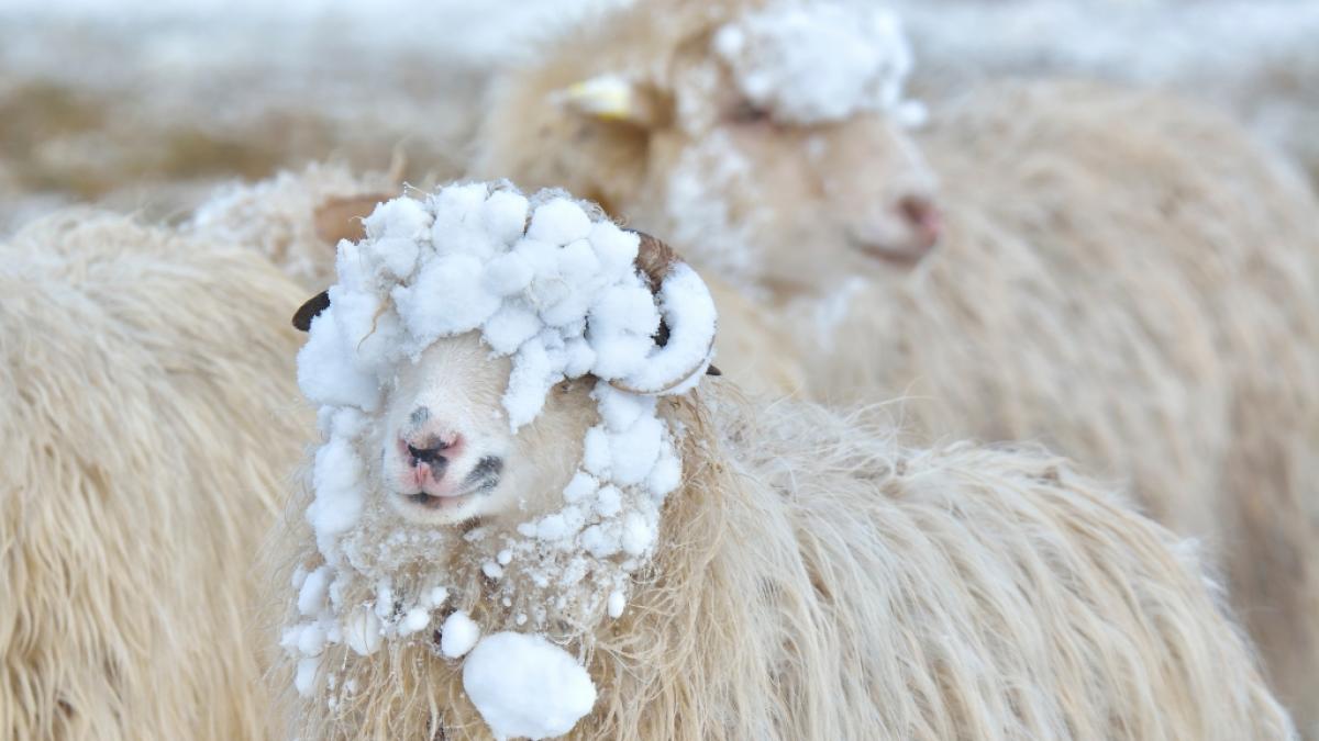 Sorgt die Schafsk&auml;lte f&uuml;r k&uuml;hle Temperaturen im Juni? (Foto)