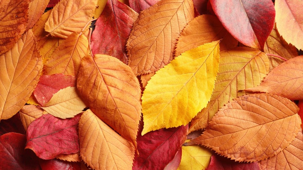 So sch&ouml;ne Farben und doch so t&ouml;dlich. (Foto)