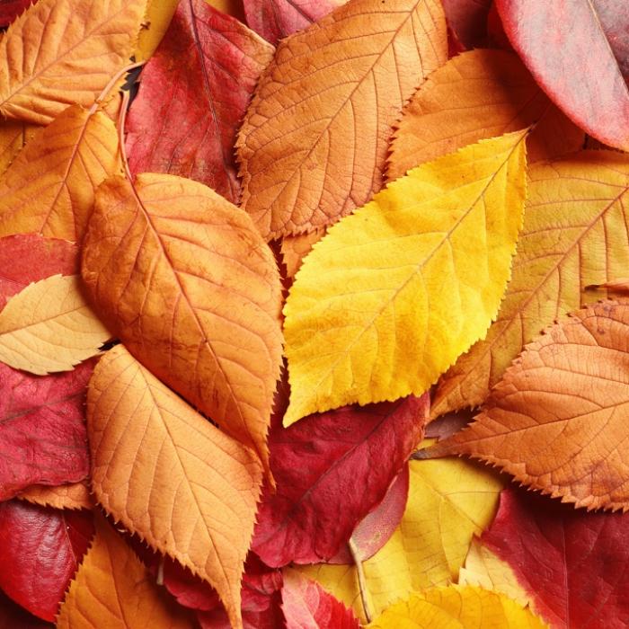 6 Gründe, warum der Herbst wirklich tödlich sein kann