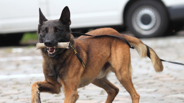 Bei der Bundespolizei arbeiten rund 40.300 Mitarbeiter und zirka 600 Diensthunde. (Symbolbild)