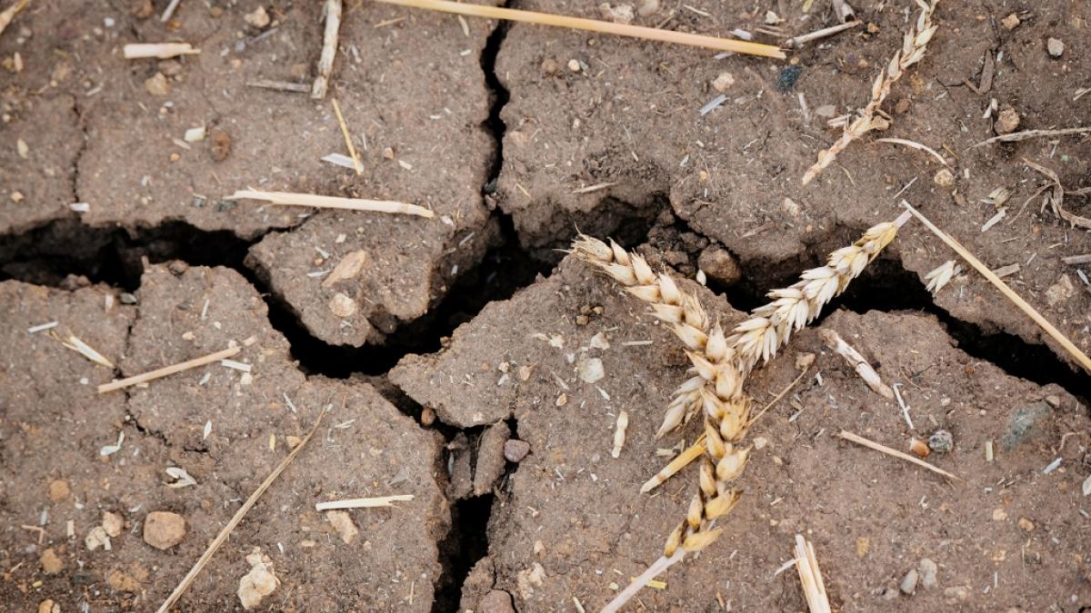 Die anhaltende Trockenheit verst&auml;rkt die Hitze. (Foto)