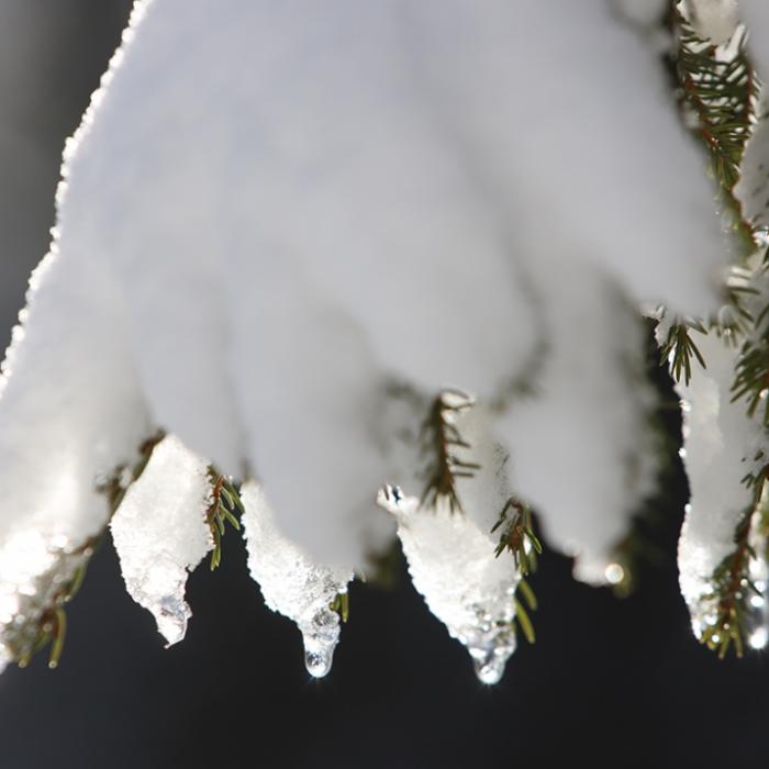Bis zu 15 Grad möglich! Ist der Winter nun endgültig vorbei?