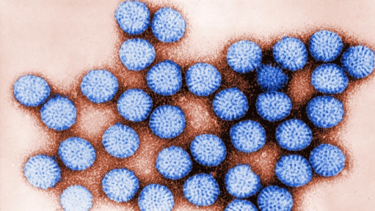 Das Rotavirus ist in Deutschland auf dem Vormarsch.