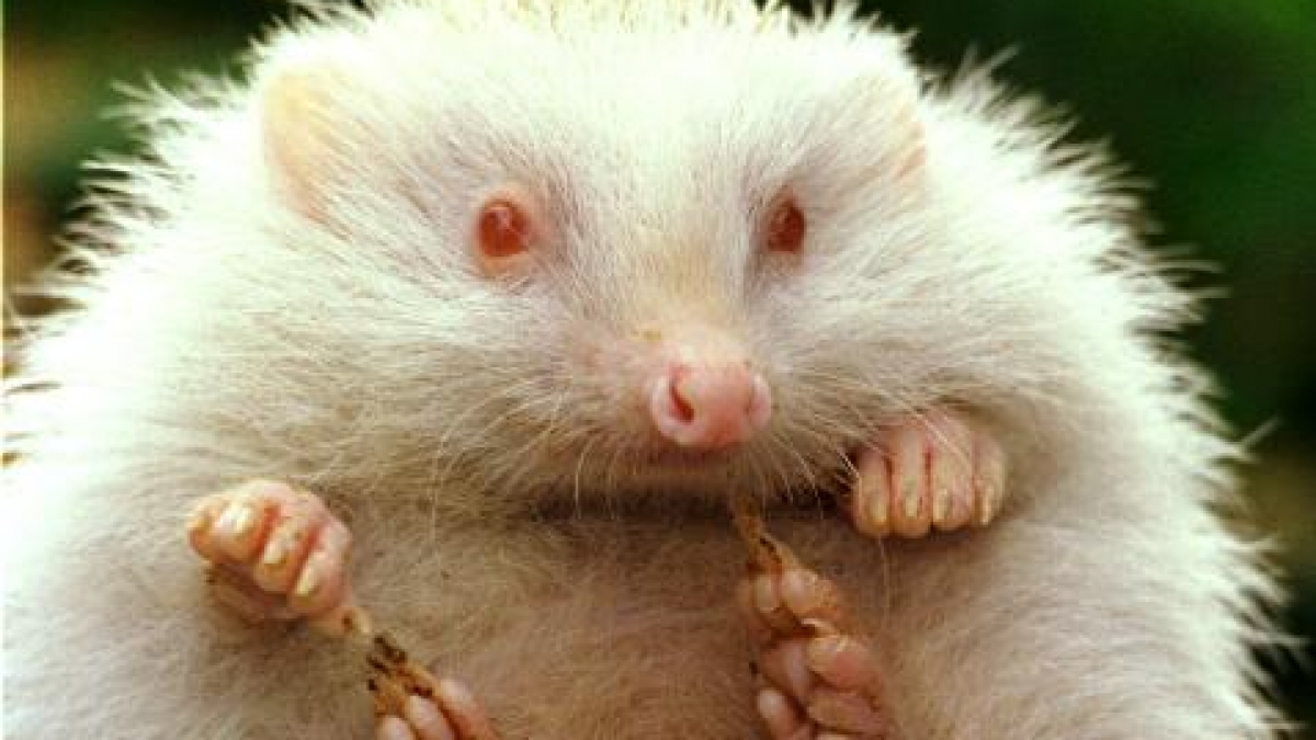 Igel (Foto)