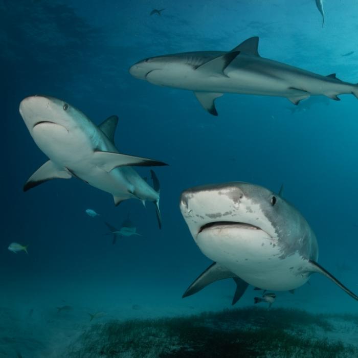 Wasser färbte sich blutrot! Hai zerfleischt Kind in Urlaubsparadies