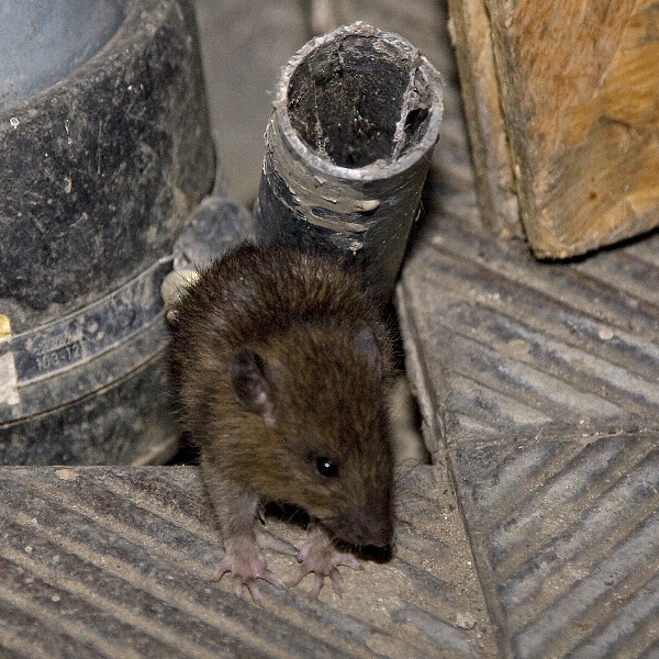 Ratten fallen behinderten Jungen an