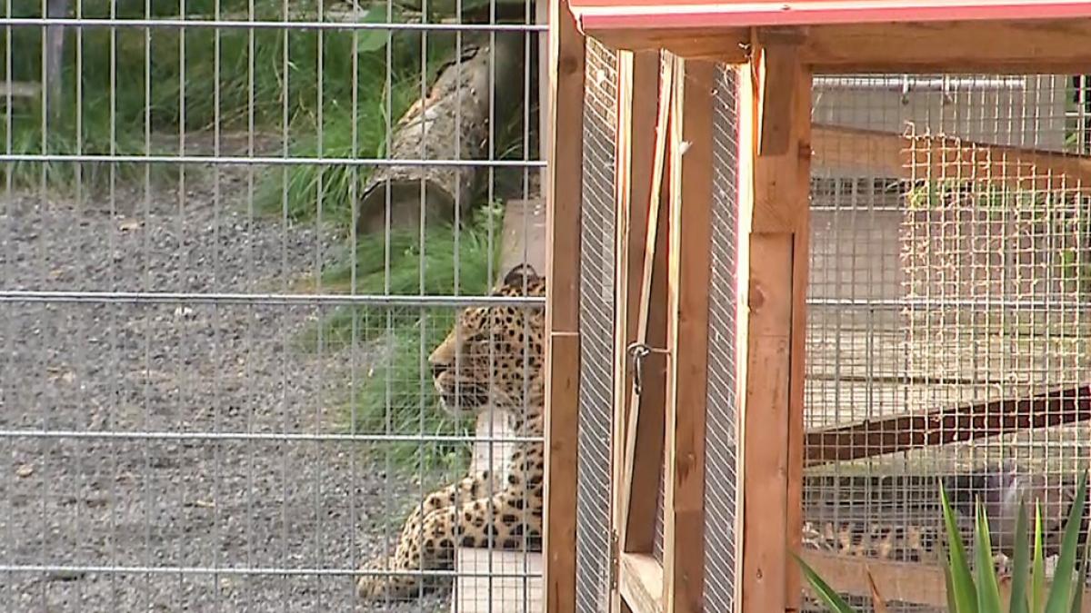Ein Leopard liegt in seinem Gehege. Eine 36 Jahre alte Frau ist bei Fotoaufnahmen in einem Gehege eines Leoparden von dem Tier gebissen und schwer verletzt worden. (Foto)