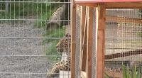 Ein Leopard liegt in seinem Gehege. Eine 36 Jahre alte Frau ist bei Fotoaufnahmen in einem Gehege eines Leoparden von dem Tier gebissen und schwer verletzt worden.