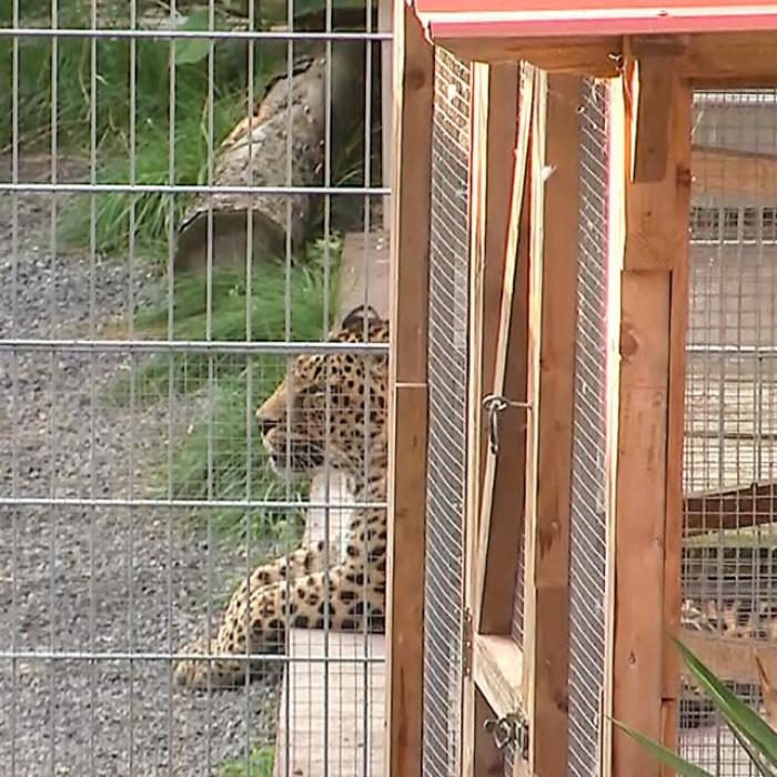 Leopard zerfleischt Model-Gesicht - Frau schwer verletzt in Klinik