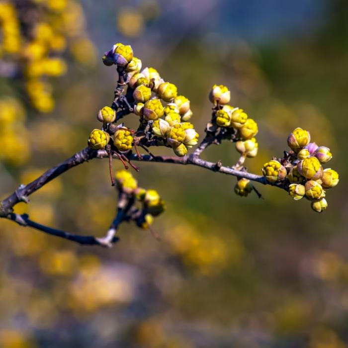 Frühling heizt sich auf - Meteorologen prophezeien ersten Sommertag