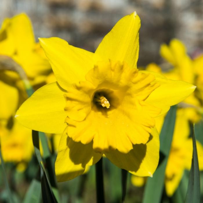 Vermiest uns DIESES Wetterphänomen den Mittfrühling?