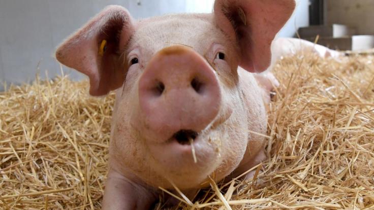 Ein YouTube-Video zeigt ein offenbar mutiertes Schwein.