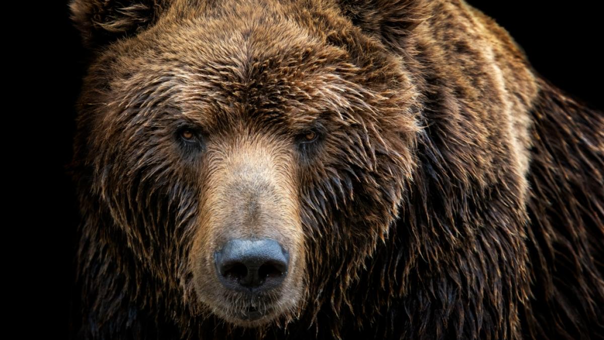 Ein B&auml;r hat eine Frau in Kanada zerfleischt. (Foto)