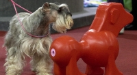 Dann doch lieber Gleiches zu Gleichem: Die DoggieLoveDoll, eine Sexpuppe für Hunde, gibt es in exklusiven Hundeboutiquen. Sie stehen gleich neben diamantbesetzten Halsbändern und Lackschuhen für den Vierbeiner.