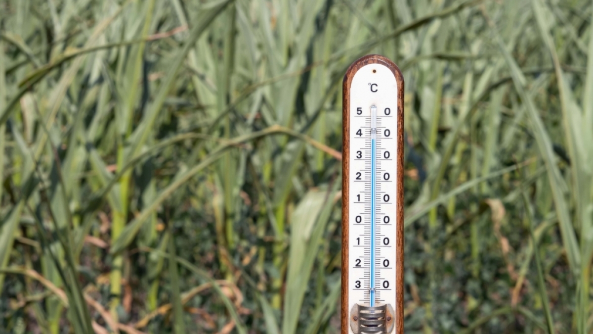 Der 100-j&auml;hrige Kalender sagt hohe Temperaturen f&uuml;r den Juli voraus (Symbolfoto) (Foto)