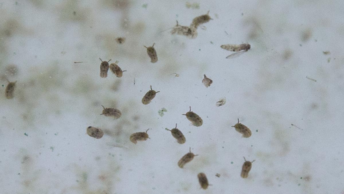 Das von M&uuml;cken &uuml;bertragene Oropouche-Virus hat in Brasilien erstmals Menschenleben gefordert. (Foto)