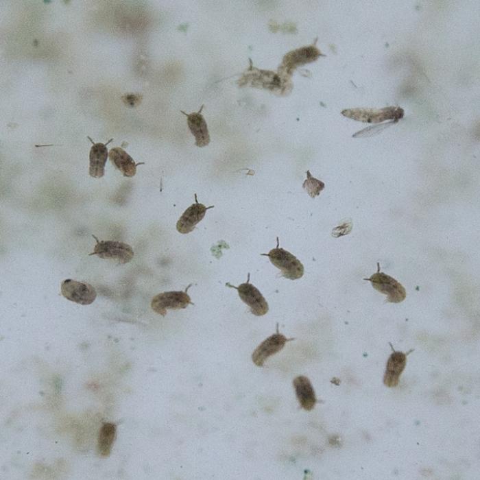 Heimtückisches Mücken-Virus fordert erstmalig Todesopfer