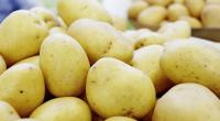 Unbeschädigte Kartoffeln ohne keimende Stellen können Verbraucher bedenkenlos essen.
