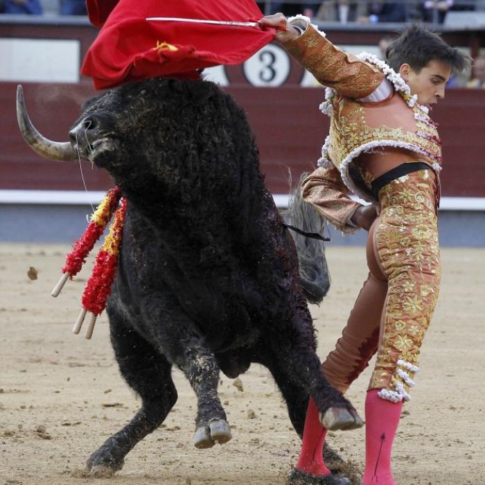 Torero versagt und wird lebensgefährlich verletzt - Not-OP!