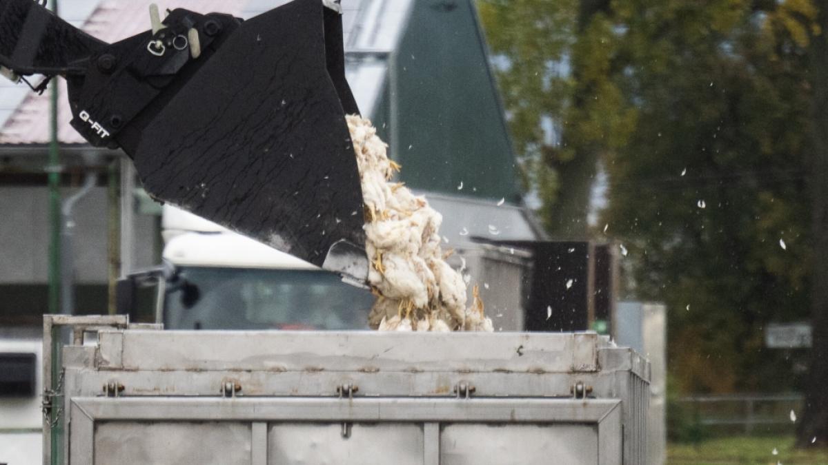Erst Ende des vergangenen Jahres kam es zu Massenschlachtungen von Tieren in Deutschland aufgrund eines Vogelgrippe-Ausbruchs. (Foto)