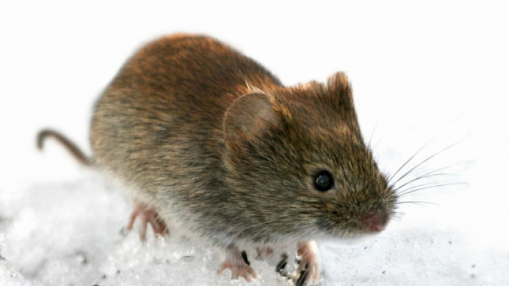 Der Virus wird durch die Rötelmaus (Clethrionomys glareolus) übertragen.