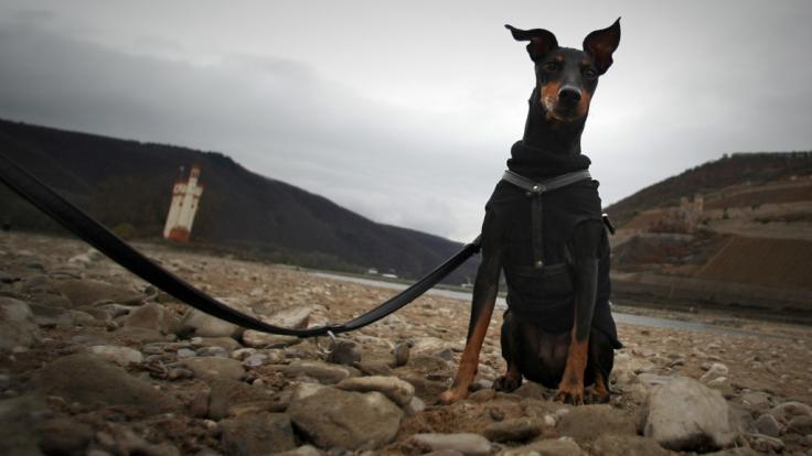 In Halle verletzten zwei Dobermänner eine 7-Jährige.