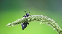 Mit über 380.000 beschriebenen Arten sind Käfer die größte Ordnung innerhalb der Klasse der Insekten.