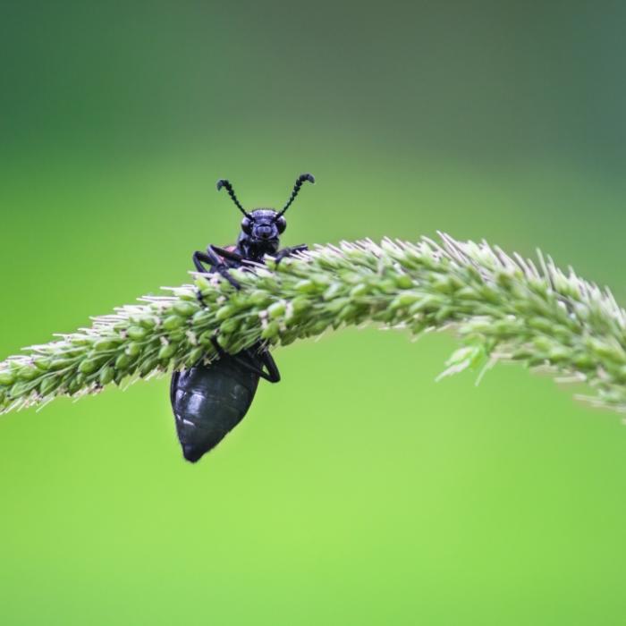 Potenziell tödlich! So erkennen Sie gefährliche Insekten