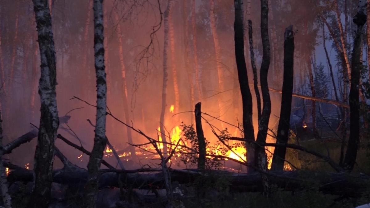 In einem munitionsbelasteten Gebiet bei J&uuml;terbog (Landkreis Teltow-Fl&auml;ming) ist ein Waldbrand ausgebrochen. (Foto)