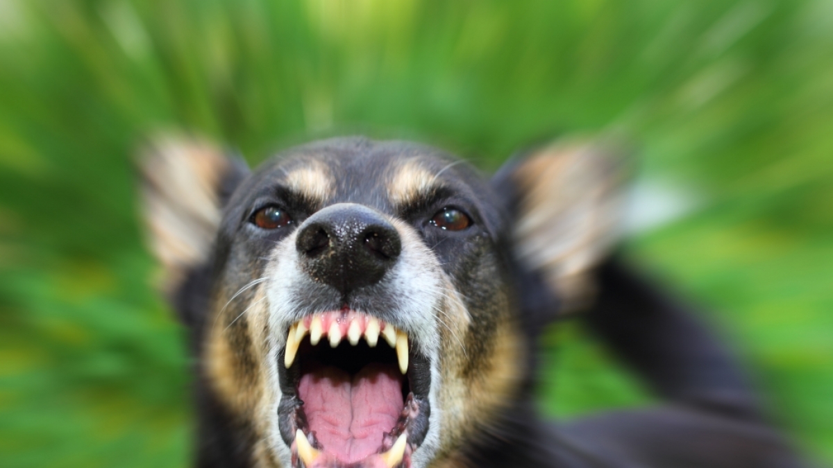 Der Hund biss dem kleinen Talan in den Kopf. Der 2-J&auml;hrige starb wenig sp&auml;ter im Krankenhaus. (Symbolbild) (Foto)
