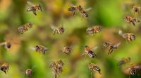 Killer-Bienen haben in den USA einen Mann (20) schwer verletzt. (Symbolfoto)