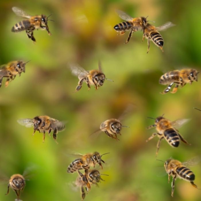 Beim Zitronenbaum schneiden! Killer-Bienen stechen Mann 20.000 Mal