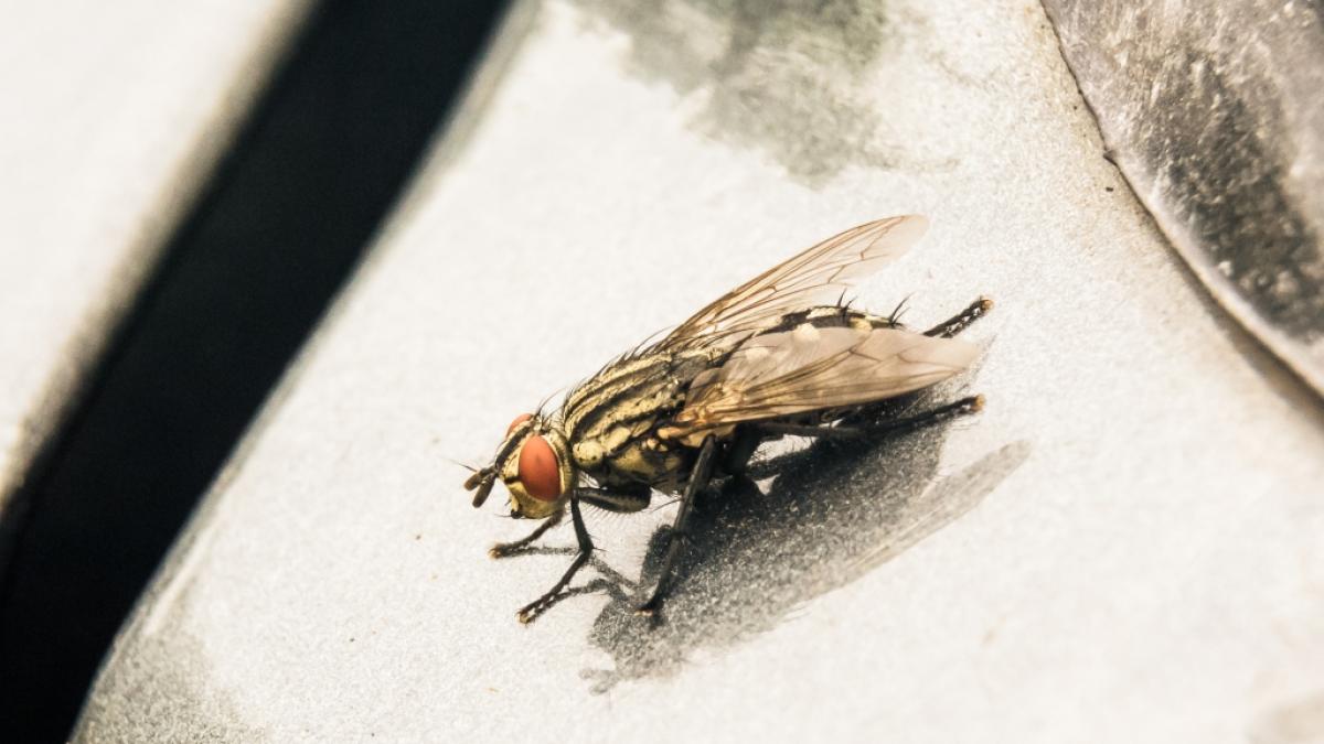 Die Tsetsefliege &uuml;bertr&auml;gt eine t&ouml;dliche Krankheit auf den Menschen. (Foto)