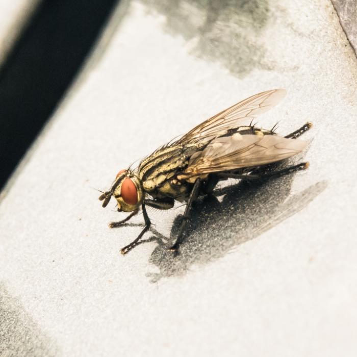 Millionen Tote durch Fliegen möglich! WHO warnt vor Seuchenausbruch