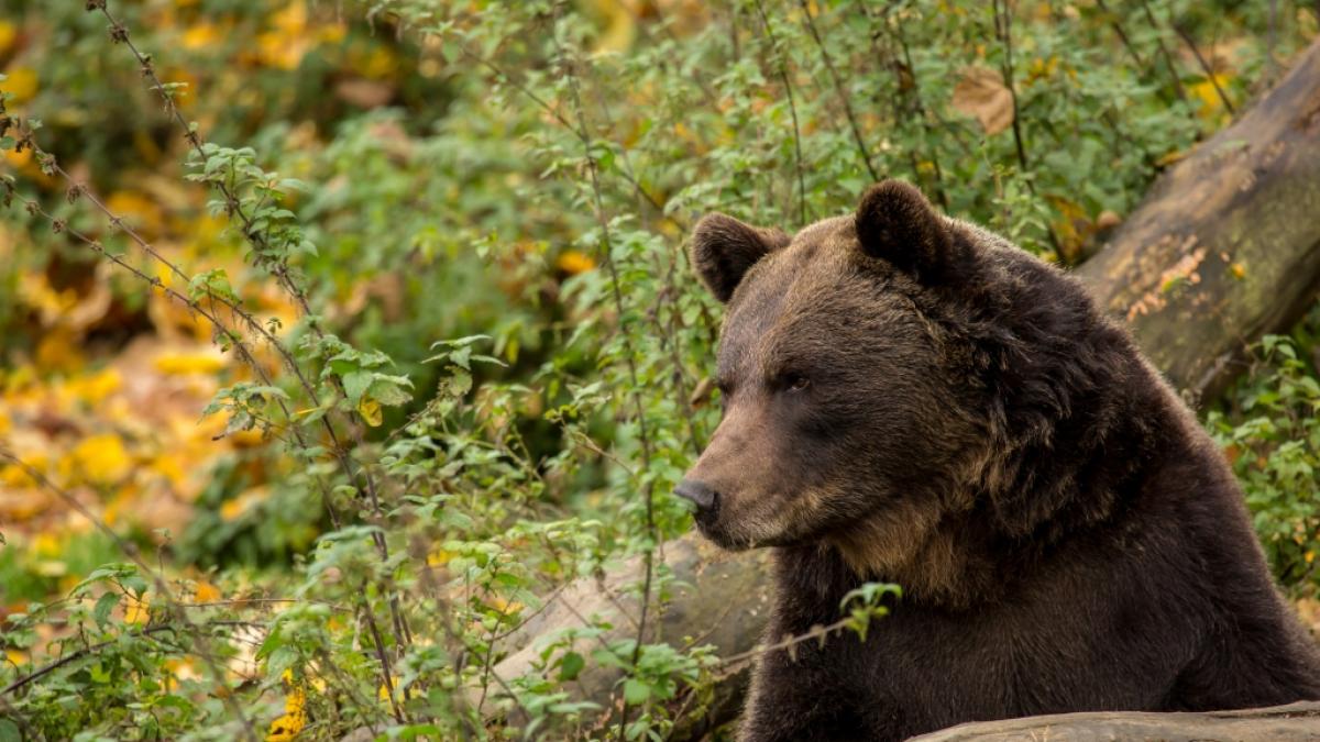 In Slowenien wurde ein Spazierg&auml;nger von einem Braunb&auml;r angriffen und verletzt. (Foto)