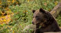 In Slowenien wurde ein Spaziergänger von einem Braunbär angriffen und verletzt.