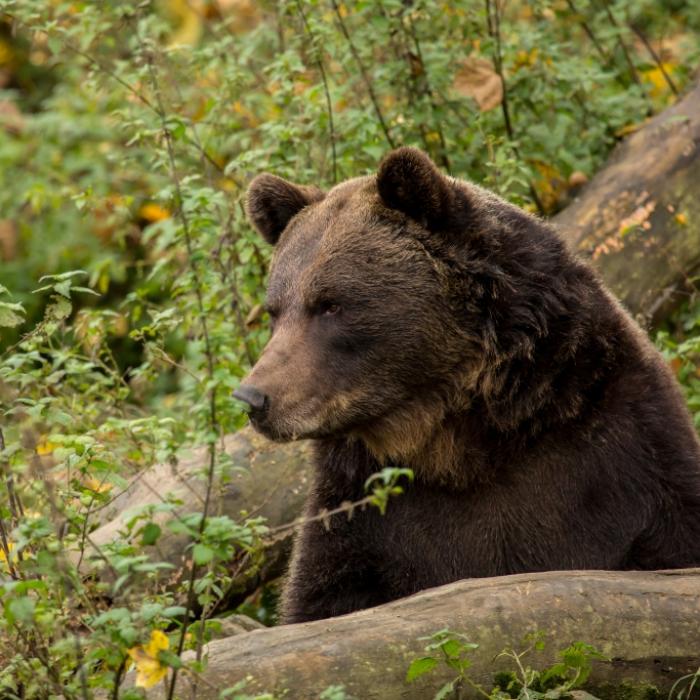Bär beißt Spaziergänger ins Bein - Behörden schlagen Alarm