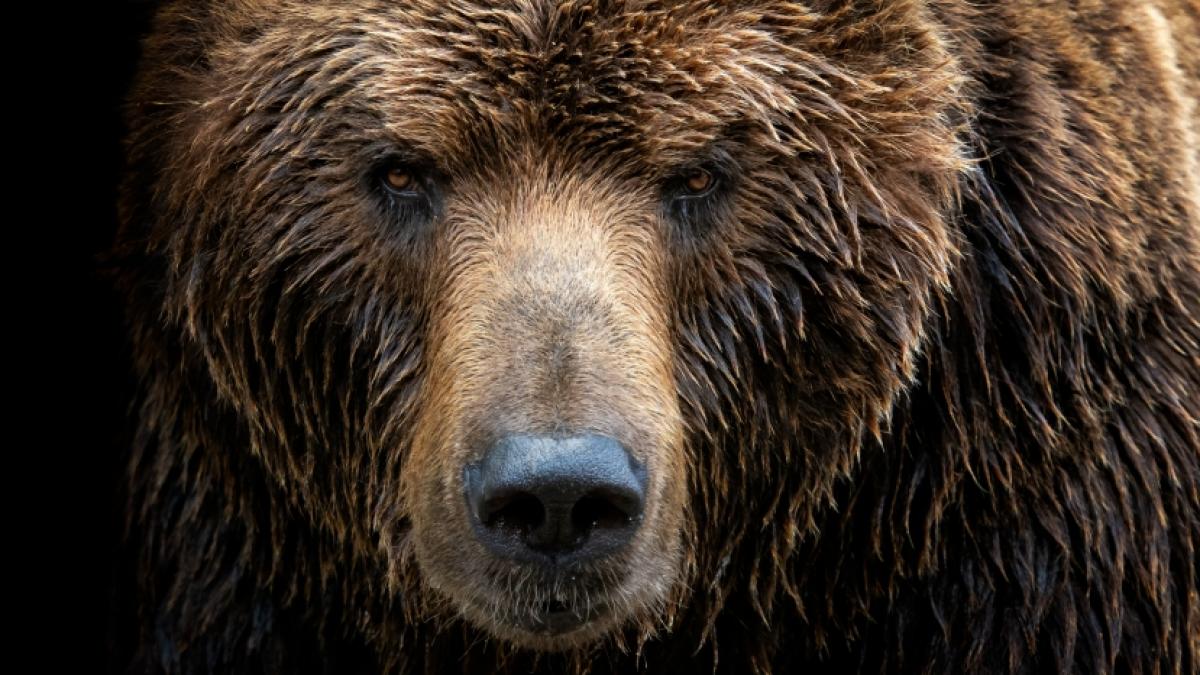 Eine 24-J&auml;hrige wurde offenbar von B&auml;ren gefressen. (Foto)