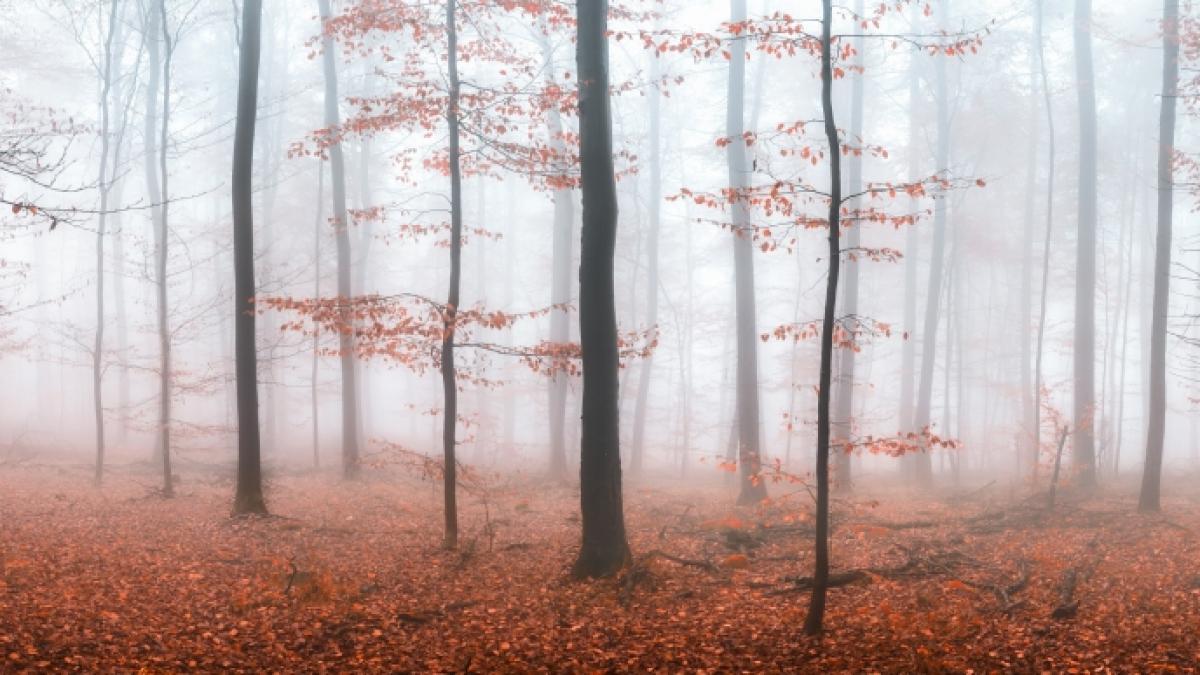 Das Wetter zeigt sich an den kommenden Tagen deutlich herbstlicher. (Foto)