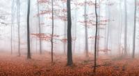 Das Wetter zeigt sich an den kommenden Tagen deutlich herbstlicher.