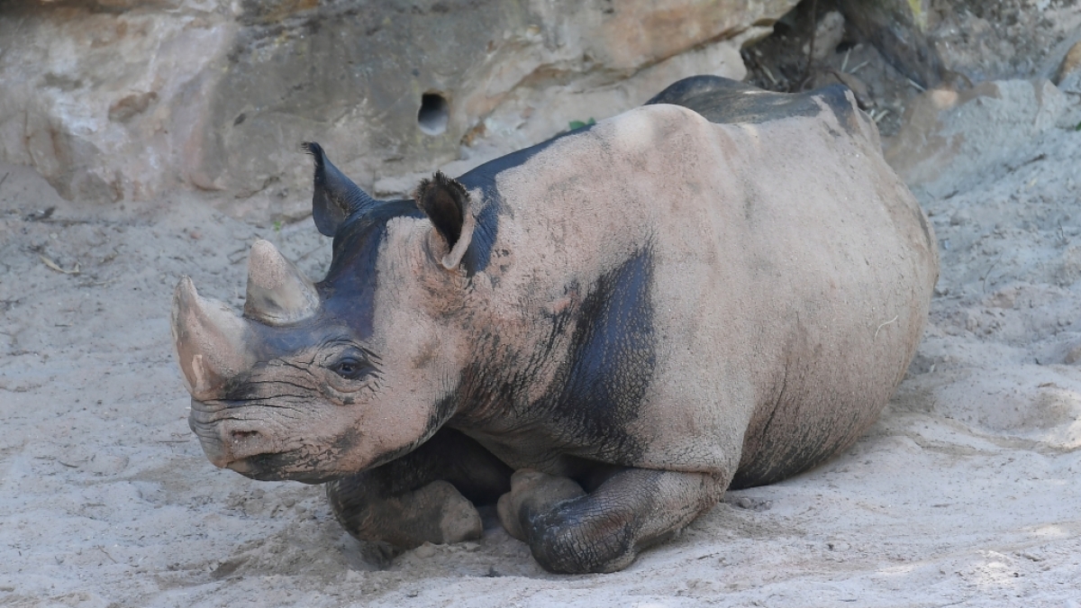 Bei einem Zoo-Ausflug in den USA ist ein 2-j&auml;hriges M&auml;dchen in ein Nashorn-Gehege gefallen. (Symbolbild) (Foto)