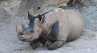 Bei einem Zoo-Ausflug in den USA ist ein 2-jähriges Mädchen in ein Nashorn-Gehege gefallen. (Symbolbild)