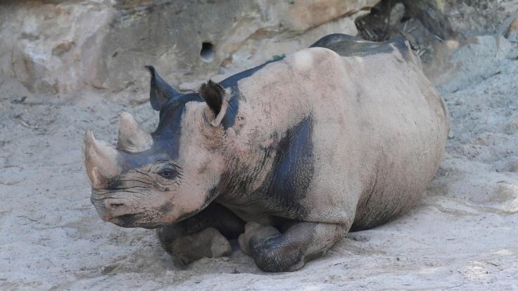 Bei einem Zoo-Ausflug in den USA ist ein 2-jähriges Mädchen in ein Nashorn-Gehege gefallen. (Symbolbild)